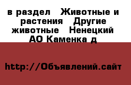  в раздел : Животные и растения » Другие животные . Ненецкий АО,Каменка д.